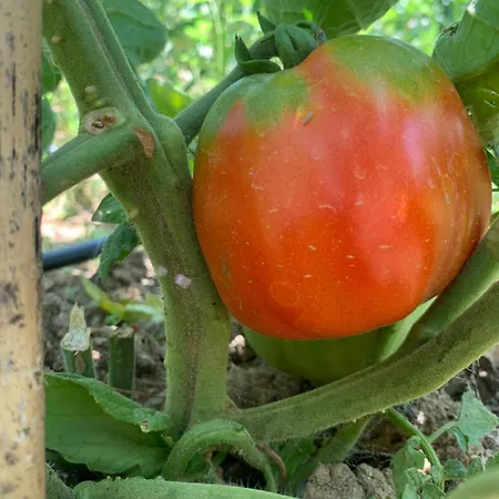 Scholabnb “ Percorso Esperenziale Di Rurale Sostenibile” Frühstückspension Campofilone