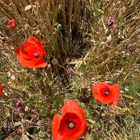 Frühstückspension Scholabnb “ Percorso Esperenziale Di Rurale Sostenibile” Campofilone